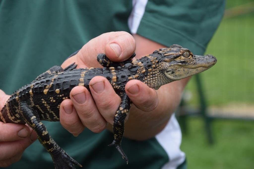 Wild Things Zoo at the Childrens Museum of Southern Minnesota