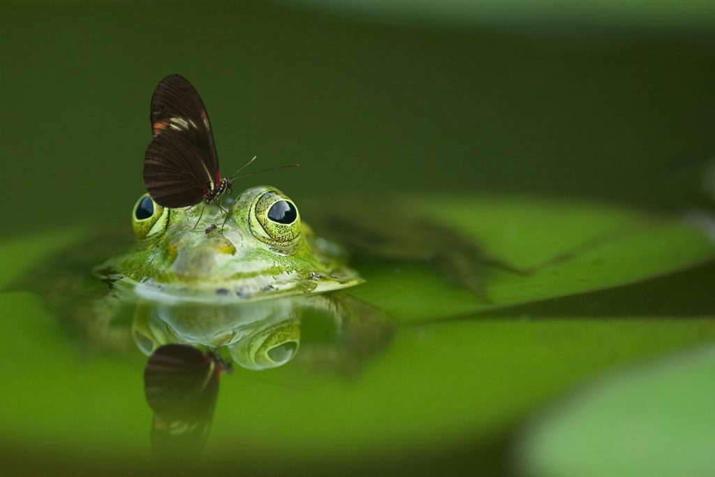 Pond Life in the AgLab at the Children's Museum of Southern Minnesota