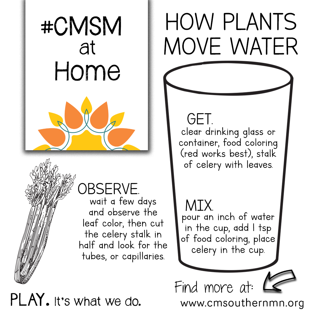 How Plants Move Water | CMSMatHome