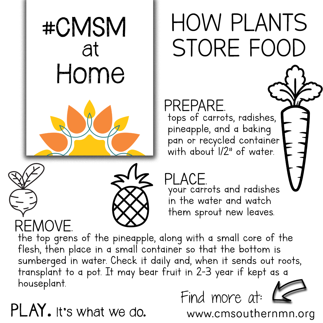 How Plants Store Food | CMSMatHome