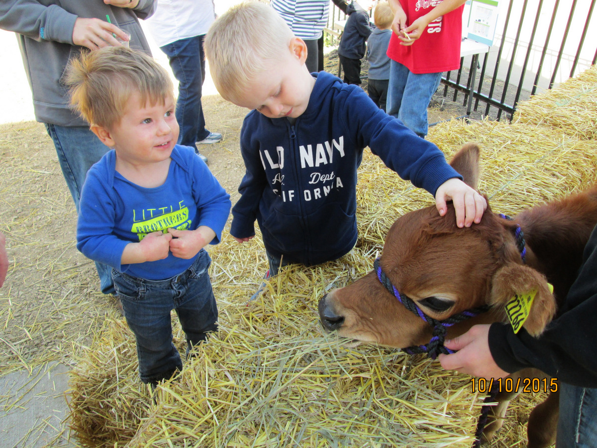 Children learning empathy by feeding cows in the Childrens Museum of Southern Minnesota Farmyard