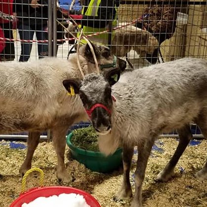 Crystal Collection Reindeer at the Childrens Museum of Southern Minnesota