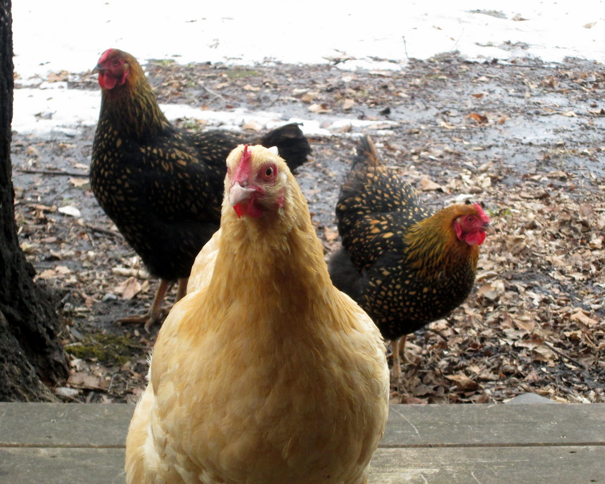 Laying Hens in the Alltech Farm Animal Experience at the Children's Museum of Southern Minnesota