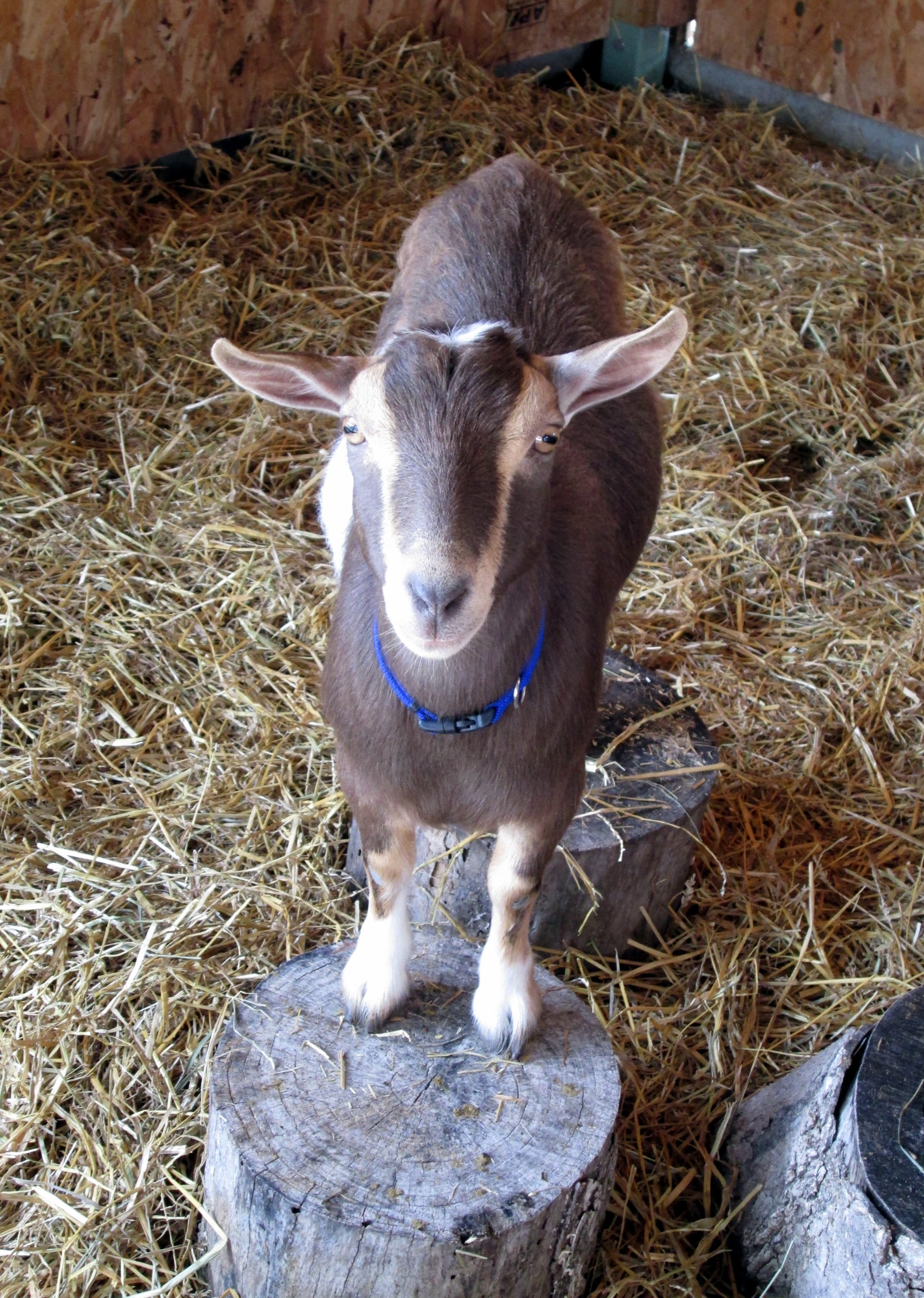 Nigerian Goat visiting farm animal in the Alltech Farm Experience outdoor exhibit at the Children's Museum of Southern Minnesota