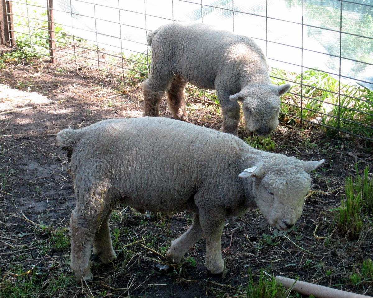 Teddy and Toby Sheep in the Alltech Farm Animal Experience at the Children's Museum of Southern Minnesota