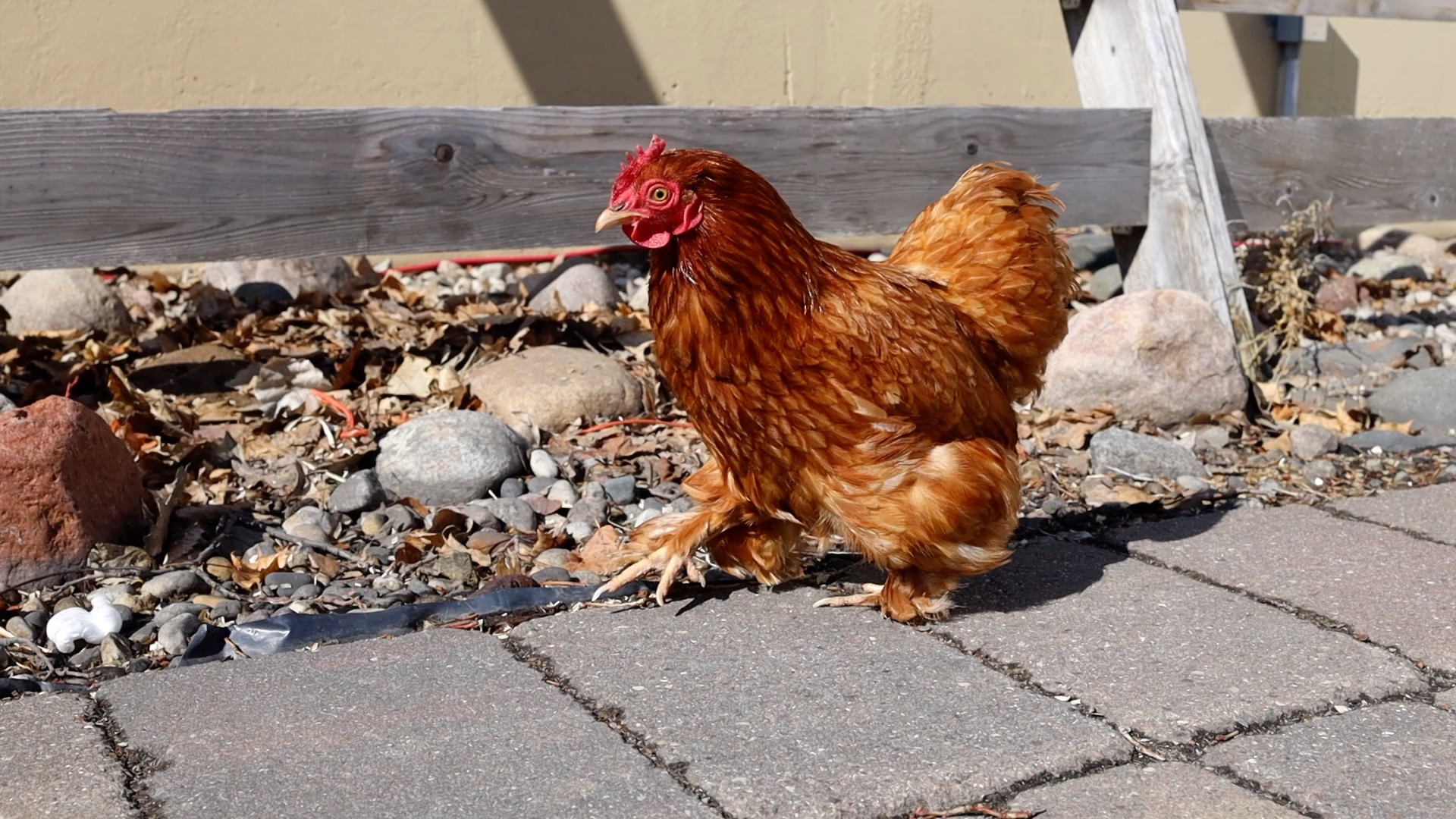 Couscous Chicken Visit