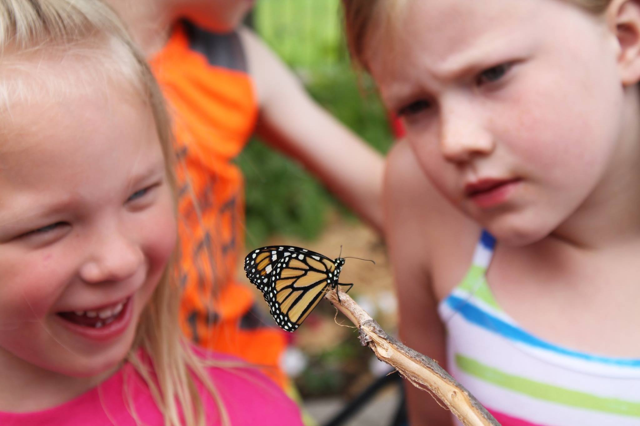 Monarch Metamorphasis