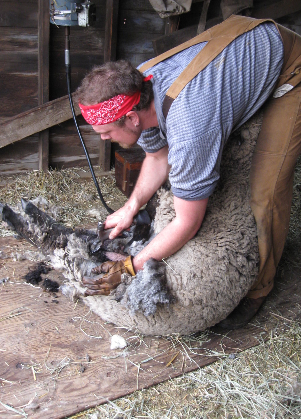 Sheep Sheering at the Children's Museum of Southern Minnesota