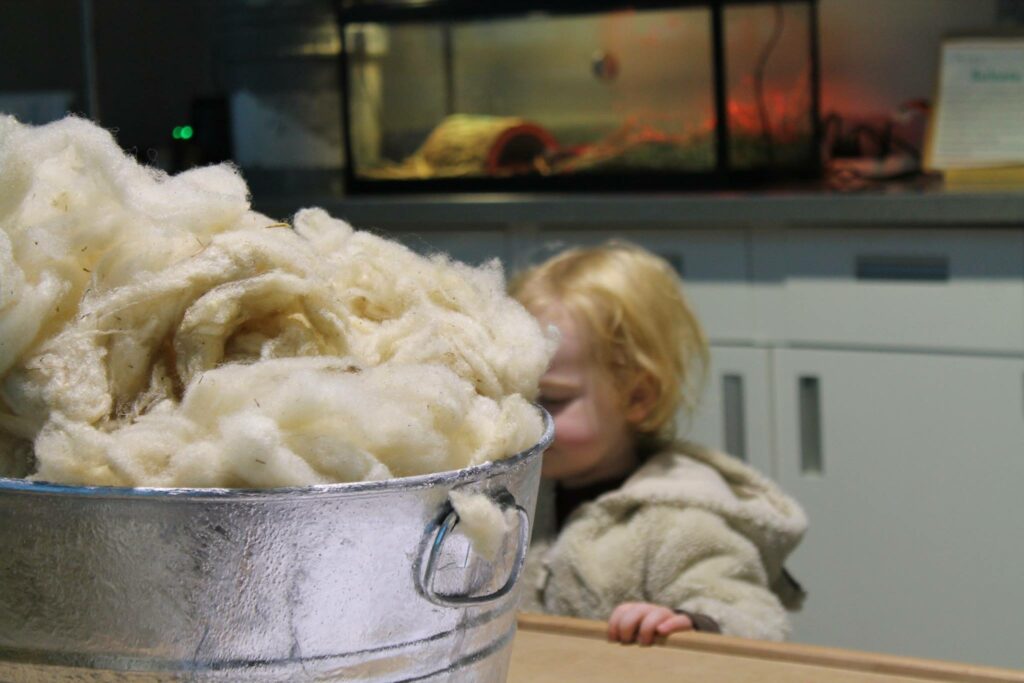 Sheep to Sweater in the Ag and Nature Lab at the Children's Museum of Southern Minnesota
