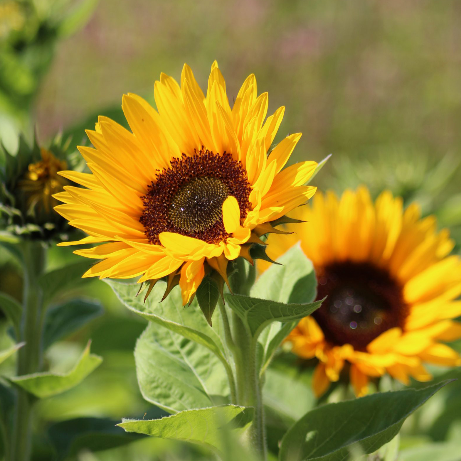 Zohar Organic Sunflower