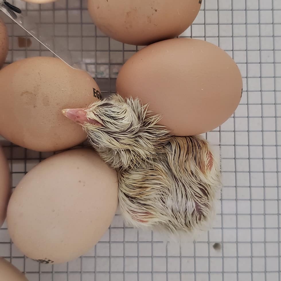 Eggs hatching in the Ag and Nature Lab