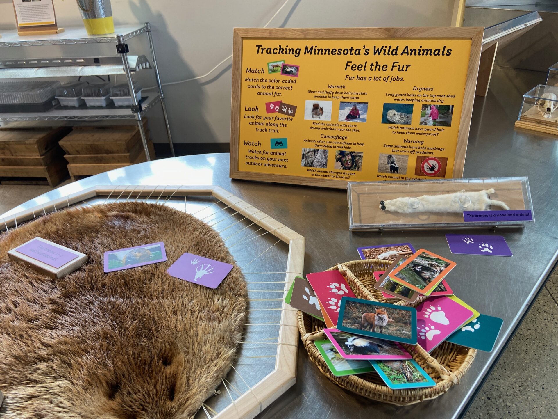 Tracking MN Wild animals