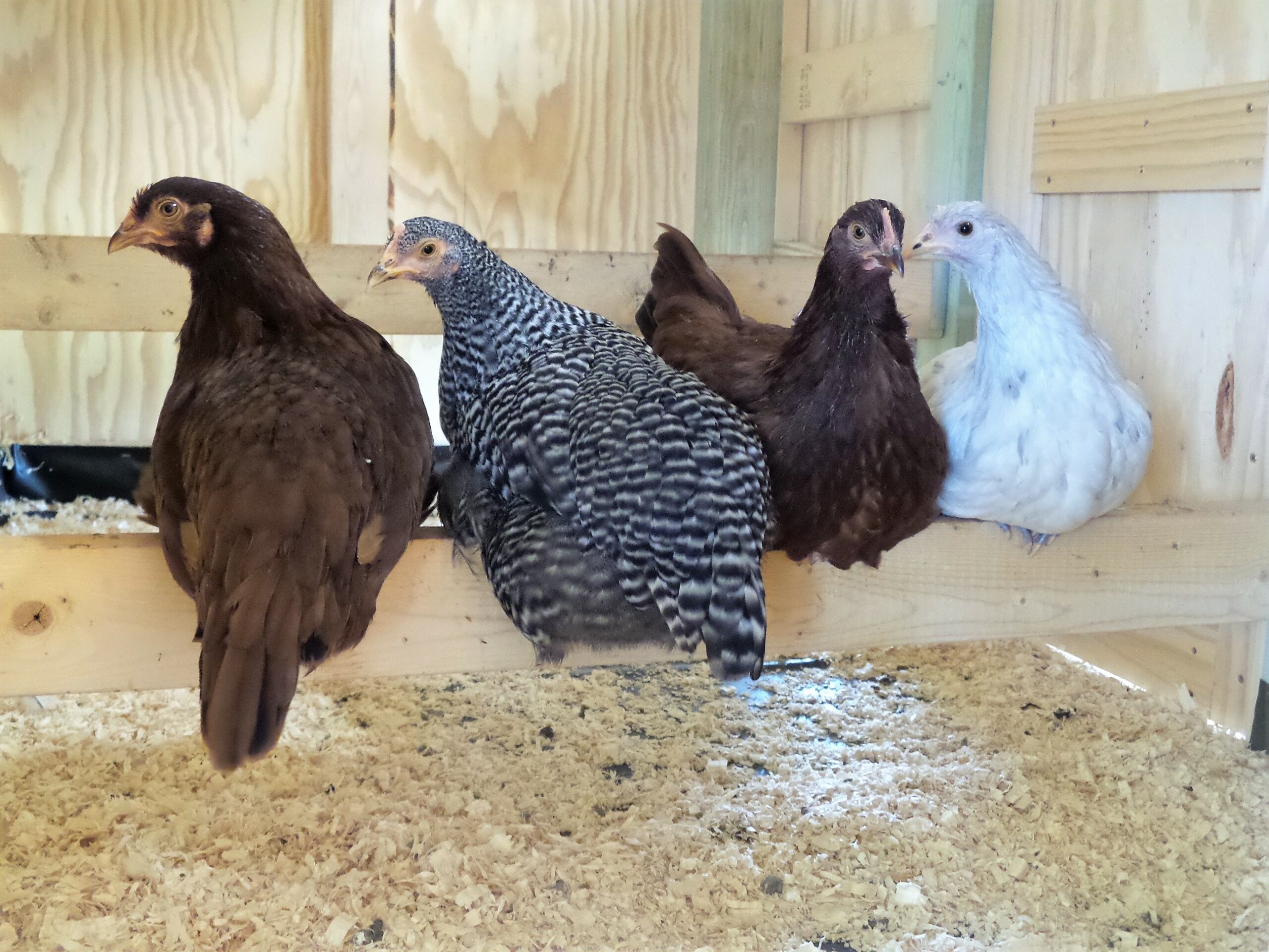 Chicken are through Little Farm Hands Program in the Alltech Farmyard Animal Experience