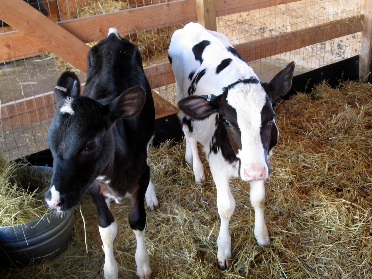 Discover Dairy at the Children's Museum of Southern Minnesota