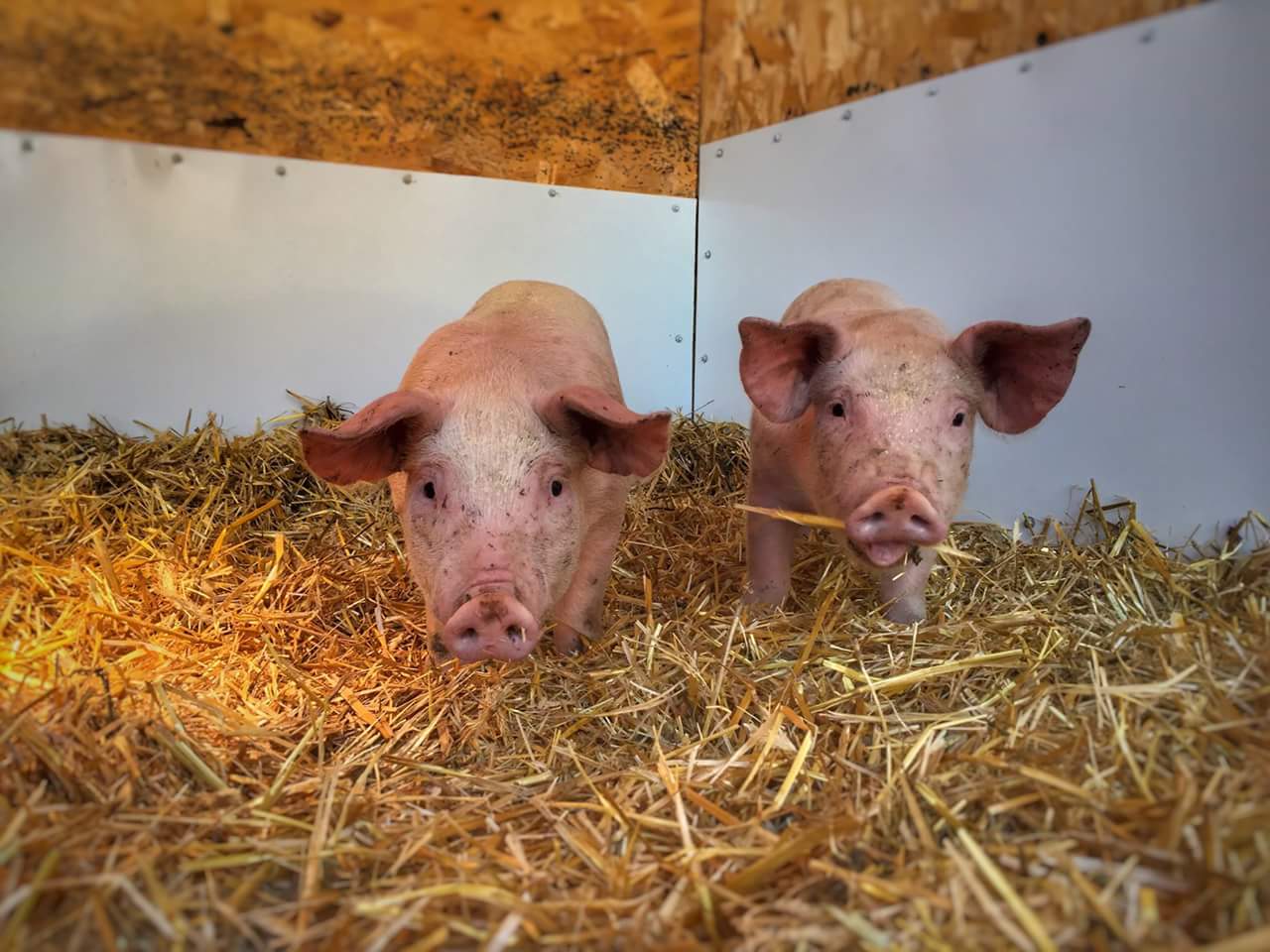 Pigs at the Childrens Museum of Southern Minnesota