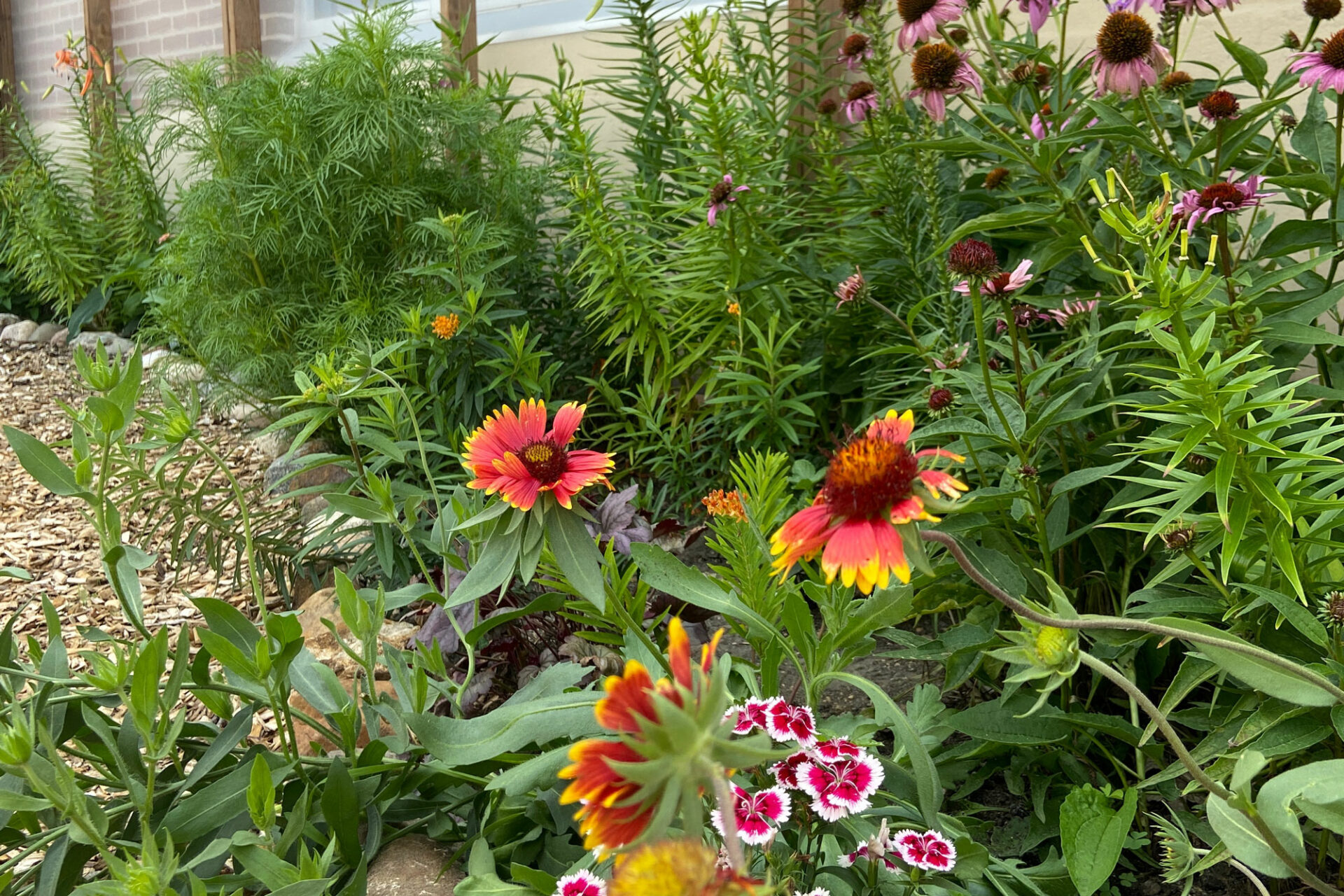Pollinator flowers plants in the Butterfly House at the Childrens Museum of Southern Minnesota Mankato
