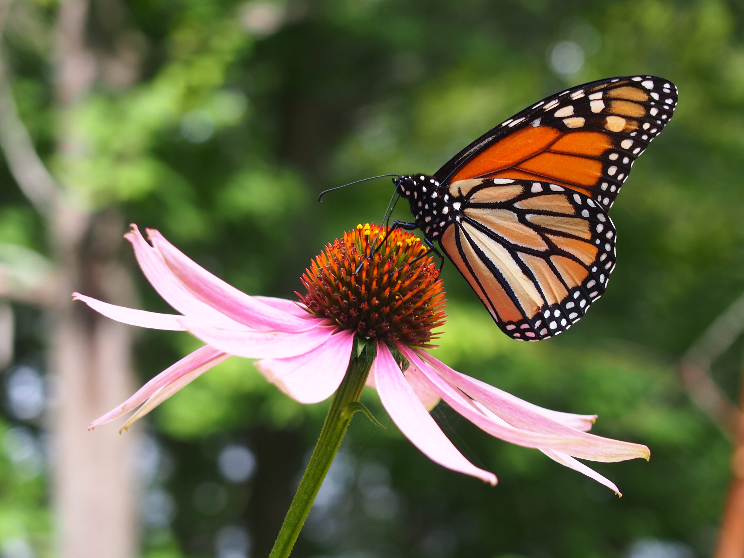 Butterfly House at the Children's Museum of Southern Minnesota