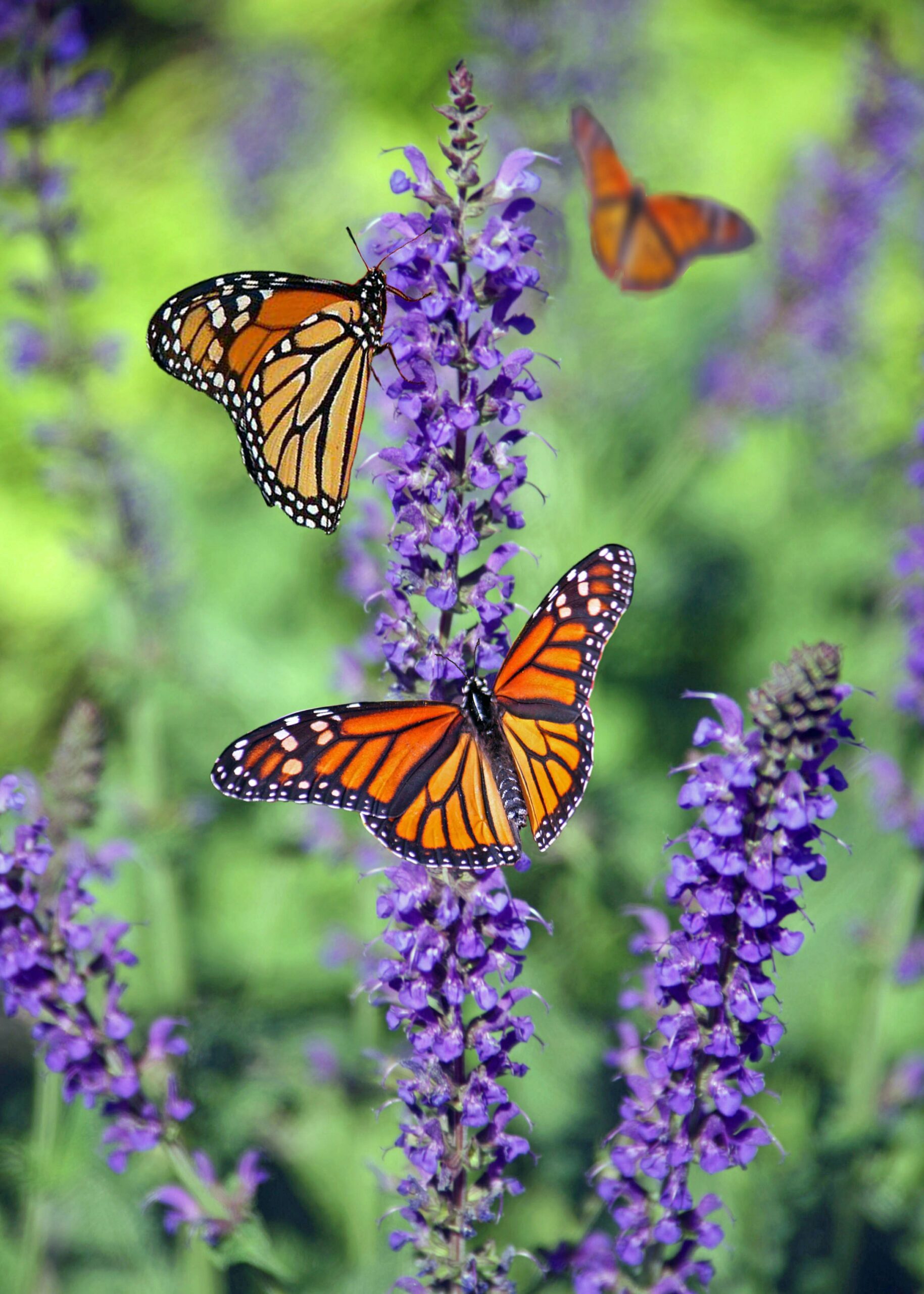 The Butterfly House at the Children’s Museum of Southern Minnesota expands nature-based play with a seasonal exhibit where children and families can enjoy the beauty of native butterflies in their natural environment. Species change frequently and each year is unique experience for visitors to the Museum.