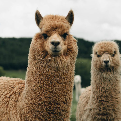 Alpacas in the Farm Animal Experience at the Children's Museum of Southern Minnesota Mankato.jpg