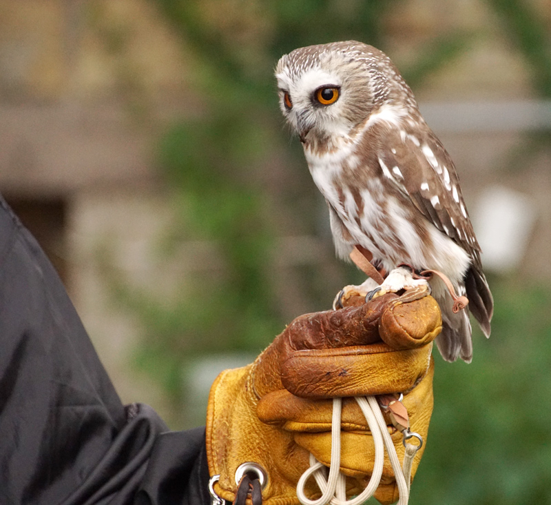 Raptor Center visit the Children's Museum in Mankato fun activity for kids families
