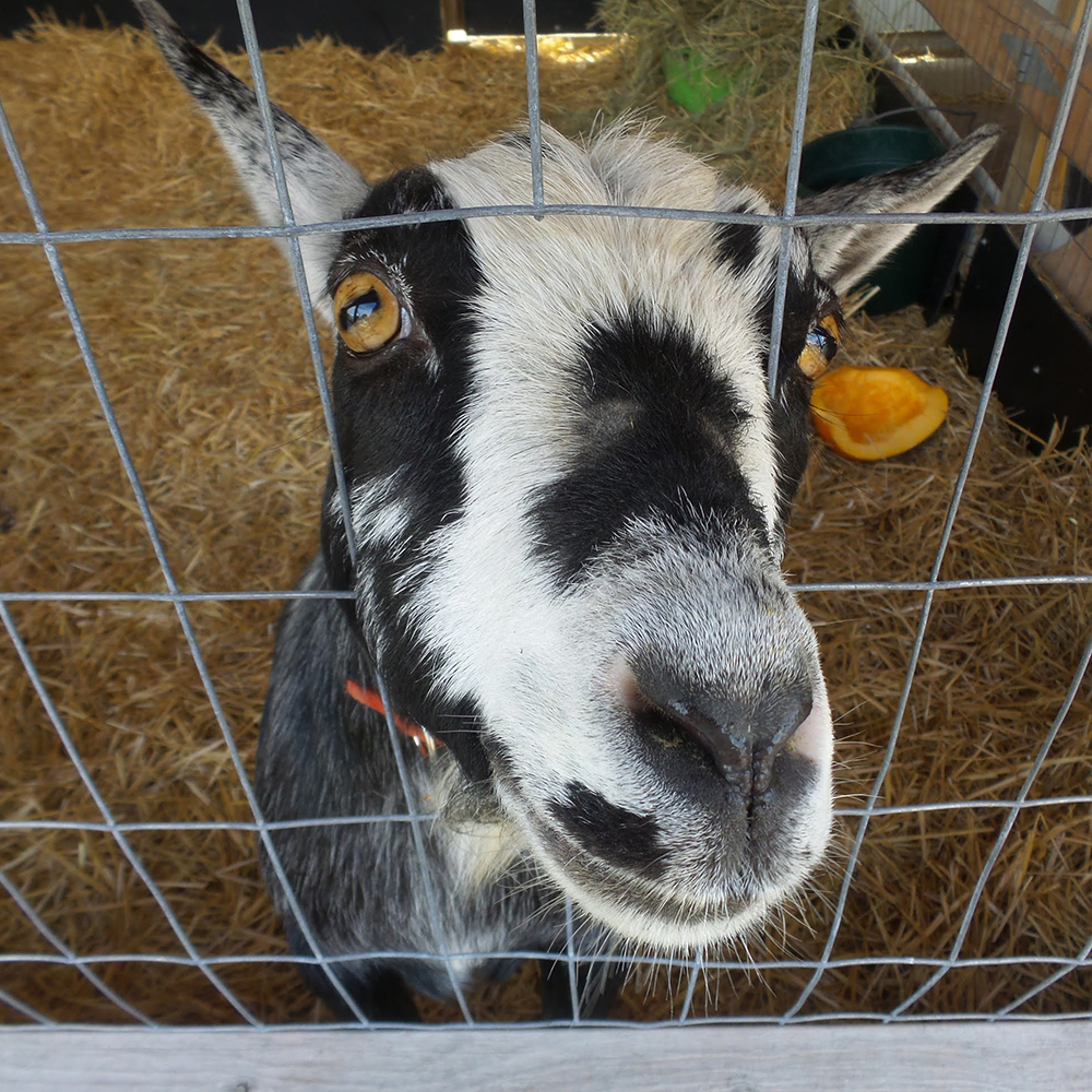 Goat visit at the Childrens Museum of Southern Minnesota Mankato