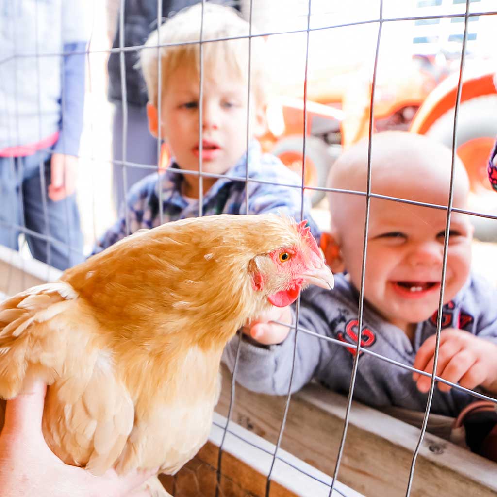 Experience the benefits of animals on child development at the Children's Museum of Southern Minnesota