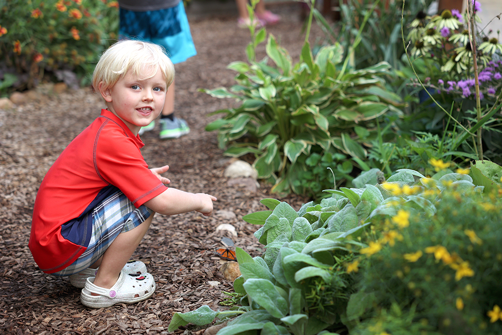 Butterfly house gardens pollinator childrens museum of southern minnesota