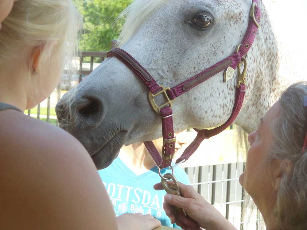 Experience the benefits of animals on child development at the Children's Museum in Mankato