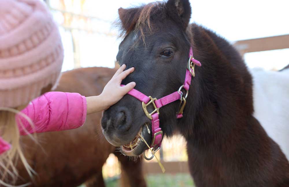 Experience the benefits of animals on child development at the Children's Museum in Mankato