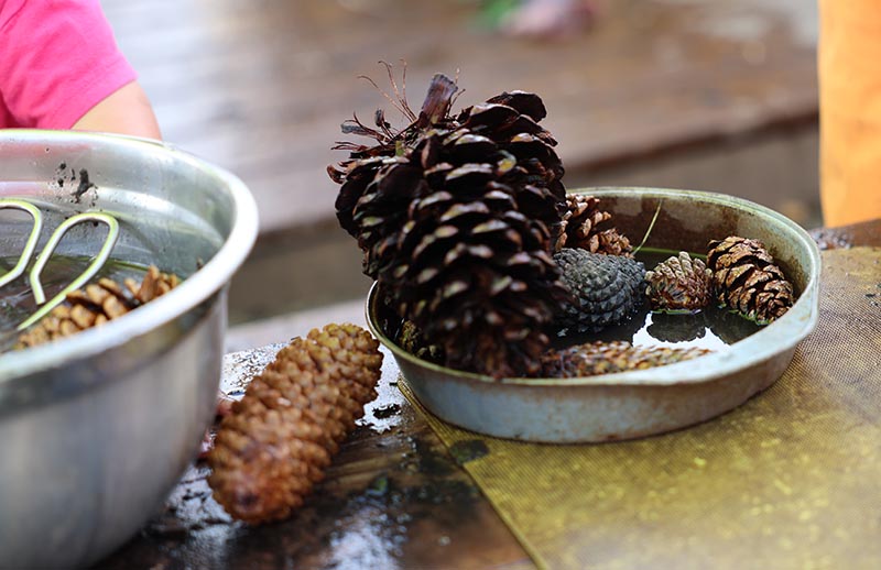 Nature ingredients in the Mud Kitchen at the Children's Museum of Southern Minnesota in Mankato