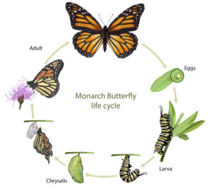 Lifecycle of a butterfly