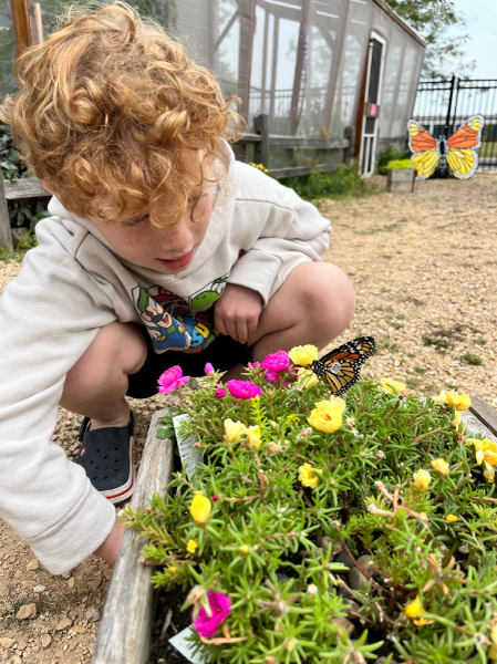 Butterfly House Pollinators at Play powered by CenterPoint Energy Foundation Children's Museum of Southern Minnesota
