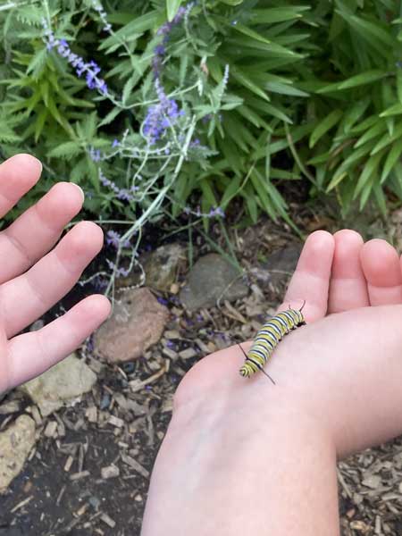 Caterpillar Nursery Butterfly House Pollinators at Play powered by CenterPoint Energy Foundation Children's Museum of Southern Minnesota