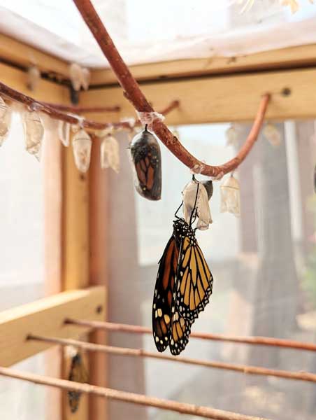 Chrysalis Corner Butterfly House Pollinators at Play powered by CenterPoint Energy Foundation Children's Museum of Southern Minnesota