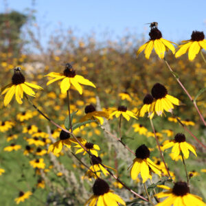 Great River Greening Pollinator Program at the Children's Museum in Mankato