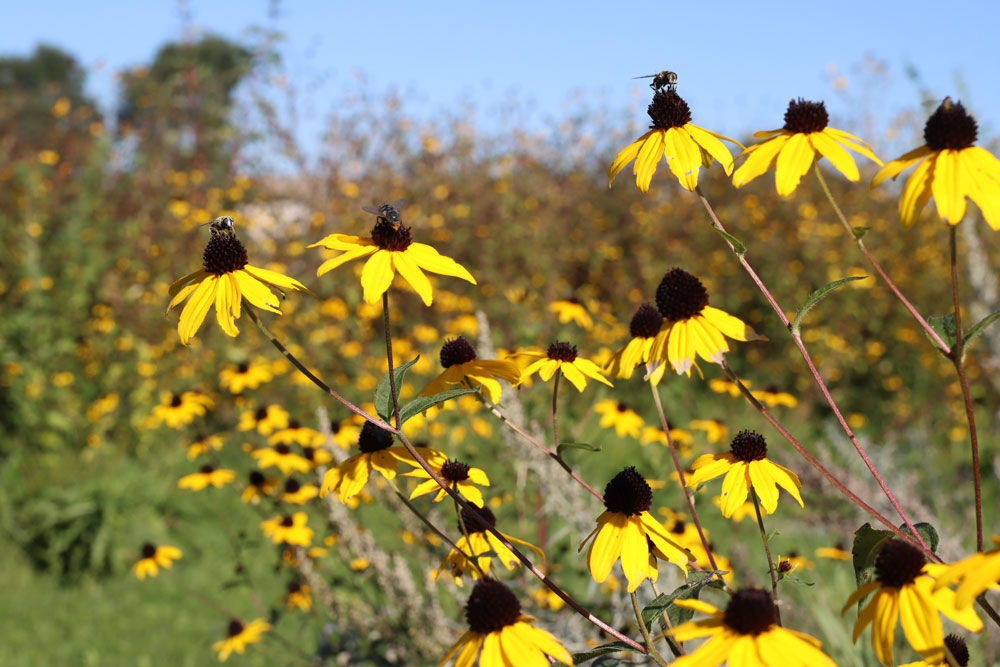 Great River Greening Pollinator Program at the Children's Museum in Mankato